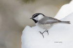 Mountain-Chickadee;One;Poecile-gambeli;Snow;Winter;avifauna;bird;birds;color-ima